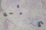 Agnostid Trilobite Puddle - Marjum Formation #3050-1